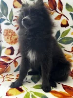 Saint, a male Pomeranian for sale in Edison, NJ – 1 of 6
