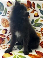 Saint, a male Pomeranian for sale in Edison, NJ – 4 of 6