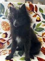 Saint, a male Pomeranian for sale in Edison, NJ – 2 of 6