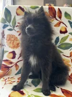 Saint, a male Pomeranian for sale in Edison, NJ – 3 of 6
