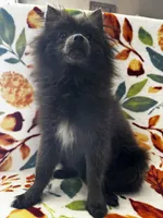 Saint, a male Pomeranian for sale in Edison, NJ – 5 of 6