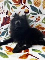 Saint, a male Pomeranian for sale in Edison, NJ – 6 of 6
