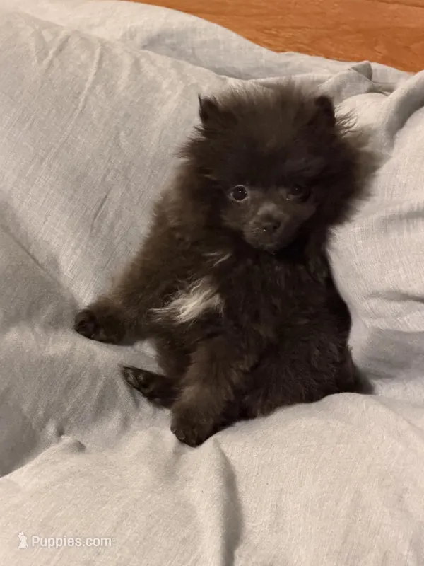 Saint – Pomeranian puppy for sale in Edison, NJ