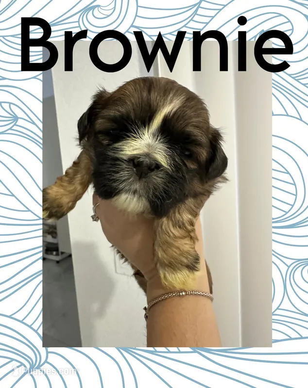 Brownie