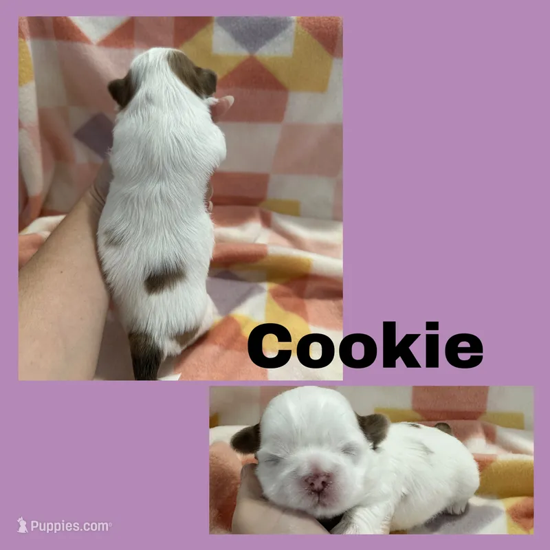 Cookie