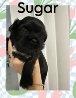 Sugar, a female Shih Tzu for sale in Winter Haven, FL – Photo 2 of 3