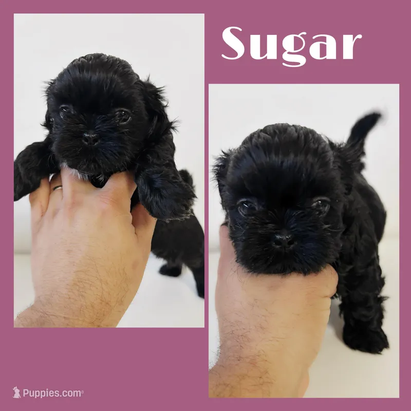 Sugar