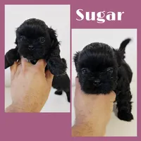 Sugar, a female Shih Tzu for sale in Winter Haven, FL – Photo 1 of 3