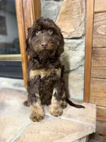 Buzz, a male Cavapoo for sale in New Haven, IN – Photo 7 of 9