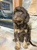 Buzz, a male Cavapoo for sale in New Haven, IN – Photo 8 of 9