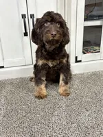 Buzz, a male Cavapoo for sale in New Haven, IN – Photo 1 of 9