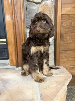 Buzz, a male Cavapoo for sale in New Haven, IN – Photo 6 of 9