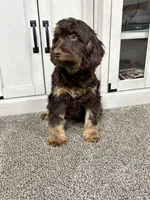 Buzz, a male Cavapoo for sale in New Haven, IN – Photo 3 of 9