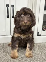 Buzz, a male Cavapoo for sale in New Haven, IN – Photo 5 of 9