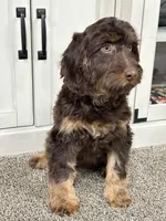 Buzz, a male Cavapoo for sale in New Haven, IN – Photo 4 of 9