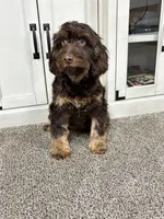 Buzz, a male Cavapoo for sale in New Haven, IN – Photo 2 of 9