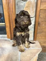 Buzz, a male Cavapoo for sale in New Haven, IN – Photo 9 of 9