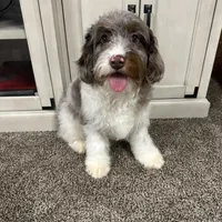 Waffles, a male Cavapoo for sale in New Haven, IN – Photo 2 of 10