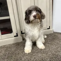 Waffles, a male Cavapoo for sale in New Haven, IN – Photo 3 of 10