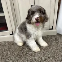 Waffles, a male Cavapoo for sale in New Haven, IN – Photo 8 of 10