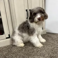 Waffles, a male Cavapoo for sale in New Haven, IN – Photo 9 of 10