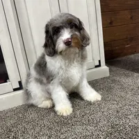 Waffles, a male Cavapoo for sale in New Haven, IN – Photo 5 of 10