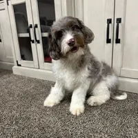 Waffles, a male Cavapoo for sale in New Haven, IN – Photo 7 of 10
