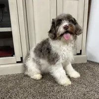 Waffles, a male Cavapoo for sale in New Haven, IN – Photo 6 of 10