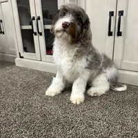Waffles, a male Cavapoo for sale in New Haven, IN – Photo 10 of 10