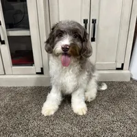 Waffles, a male Cavapoo for sale in New Haven, IN – Photo 1 of 10