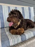 Reeces, a male Cavapoo for sale in New Haven, IN – Photo 2 of 9