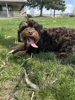 Reeces, a male Cavapoo for sale in New Haven, IN – Photo 9 of 9