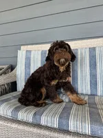 Reeces, a male Cavapoo for sale in New Haven, IN – Photo 5 of 9