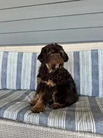 Reeces, a male Cavapoo for sale in New Haven, IN – Photo 7 of 9