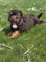 Reeces, a male Cavapoo for sale in New Haven, IN – Photo 4 of 9