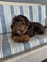 Reeces, a male Cavapoo for sale in New Haven, IN – Photo 3 of 9