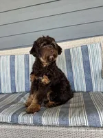 Reeces, a male Cavapoo for sale in New Haven, IN – Photo 6 of 9