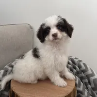 Commit , a male Cavapoo for sale in New Haven, IN – Photo 4 of 7