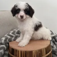 Commit , a male Cavapoo for sale in New Haven, IN – Photo 3 of 7