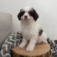 Commit , a male Cavapoo for sale in New Haven, IN – Photo 7 of 7