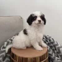 Commit , a male Cavapoo for sale in New Haven, IN – Photo 5 of 7