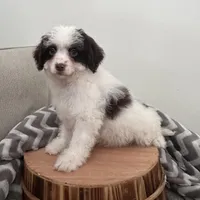 Commit , a male Cavapoo for sale in New Haven, IN – Photo 2 of 7