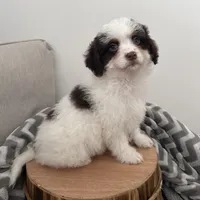 Commit , a male Cavapoo for sale in New Haven, IN – Photo 6 of 7