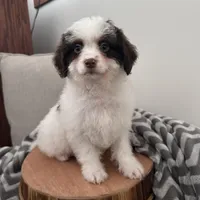 Commit , a male Cavapoo for sale in New Haven, IN – Photo 1 of 7