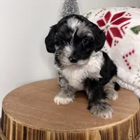 Crystal, a female Cavapoo for sale in New Haven, IN – Photo 1 of 6