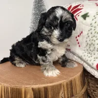 Crystal, a female Cavapoo for sale in New Haven, IN – Photo 5 of 6