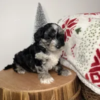 Crystal, a female Cavapoo for sale in New Haven, IN – Photo 2 of 6
