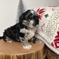 Crystal, a female Cavapoo for sale in New Haven, IN – Photo 4 of 6