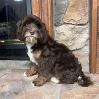 Woody, a male Cavapoo for sale in New Haven, IN – Photo 6 of 7