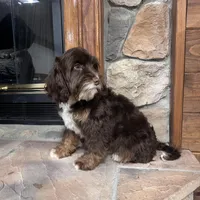 Woody, a male Cavapoo for sale in New Haven, IN – Photo 5 of 7